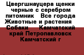 Цвергшнауцера щенки черные с серебром питомник - Все города Животные и растения » Собаки   . Камчатский край,Петропавловск-Камчатский г.